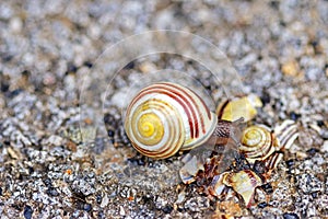 Brown-lipped snail crawling on broken shell