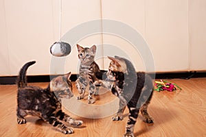 Brown little Bengali leopard tiger kittens play in the apartment