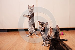 Brown little Bengali leopard tiger kittens play in the apartment