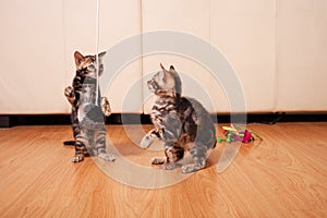 Brown little Bengali leopard tiger kittens play in the apartment