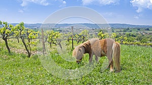Brown little pony next to a vineyard against a blue cloudy sky. Farming and rural landscape with empty copy space