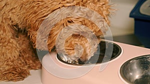 Brown little poodle drinks water from a pink bowl