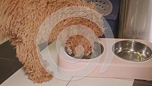 Brown little poodle drinks water from a pink bowl