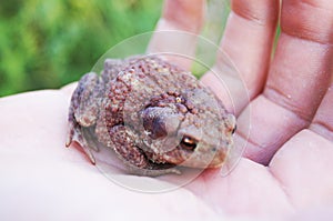 Brown little toad on hand