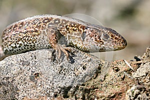 Brown lizard
