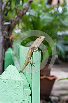 Brown Lizard or asian lizard