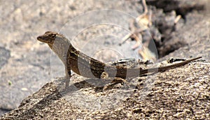 Brown lizard basking in the sun