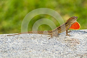 Brown lizard with beautiful patterns and a red penny