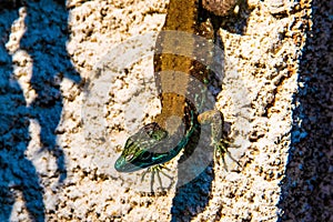 Brown lizard crawling down from the wall