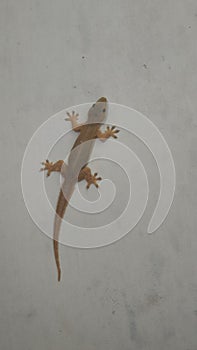brown lizard crawling on the wall