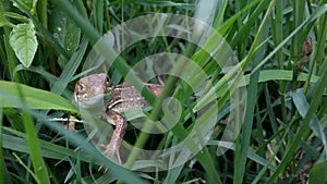 Brown lizard in the green grass