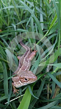 Brown lizard in the green grass