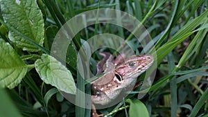 Brown lizard in the green grass