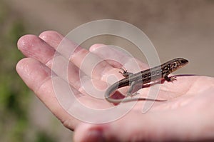 Brown lizard on a hand.