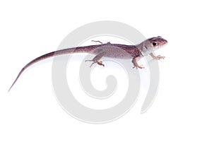 Brown lizard on an isolated white background