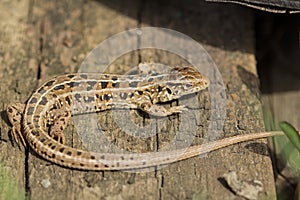 The brown lizard, Lacerta agilis. Russia.