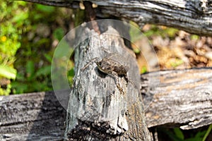 Brown Lizard on Log Fence