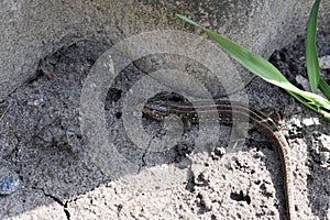 Brown lizard onthe ground in sunny April day