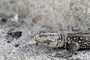 Brown lizard onthe ground in sunny April day