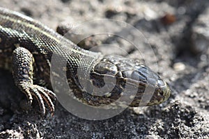 Brown lizard onthe ground in sunny April day