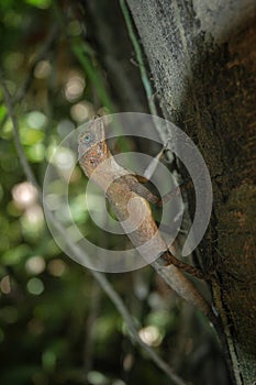 Brown lizard , Otocryptis beddomii , Indian kangaroo lizard