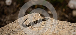 A lizard on a rock with a blurred background.