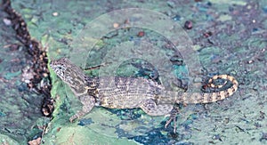 Brown lizard sitting on a stone