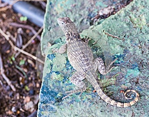 Brown lizard sitting on a stone