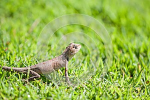 Brown lizard standing on grass