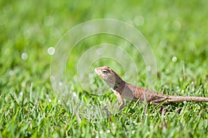 Brown lizard standing on grass with bokeh