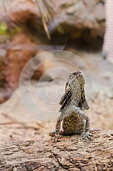 Brown lizard with stone and sand background