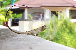 Brown lizard,tree lizard.