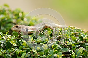 Brown lizard,tree lizard, details of lizard skin s