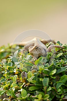 Brown lizard,tree lizard, details of lizard skin s
