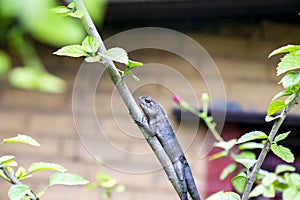 Brown lizard, tree lizard, details of lizard skin stick on the tree with bokeh background