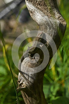 Brown lizard,tree lizard, details of lizard skin stick on the tree.