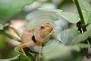 Brown lizard,tree lizard,