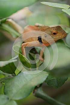 Brown lizard,tree lizard,