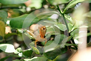 Brown lizard,tree lizard,
