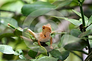 Brown lizard,tree lizard,