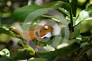 Brown lizard,tree lizard,