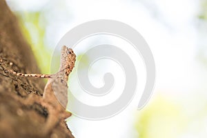 Brown lizard,tree lizard