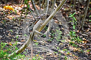 Brown lizard on a tree in the woods