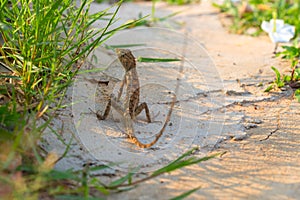 Brown lizard on white sand in green grass. Exotic animal in wild nature. Tropical jungle forest inhabitant.