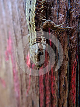 Brown lizard on a wooden board