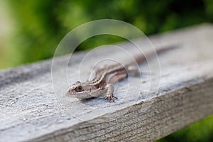 A brown lizard on a wooden board in a summer garden on a green grass background