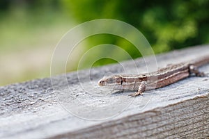 A brown lizard on a wooden board in a summer garden on a green grass background