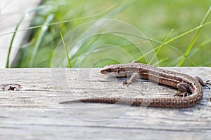 A brown lizard on a wooden board in a summer garden on a green grass background