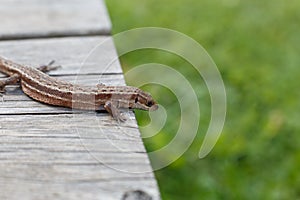 A brown lizard on a wooden board in a summer garden on a green grass background