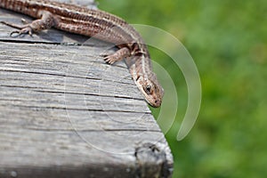 A brown lizard on a wooden board in a summer garden on a green grass background